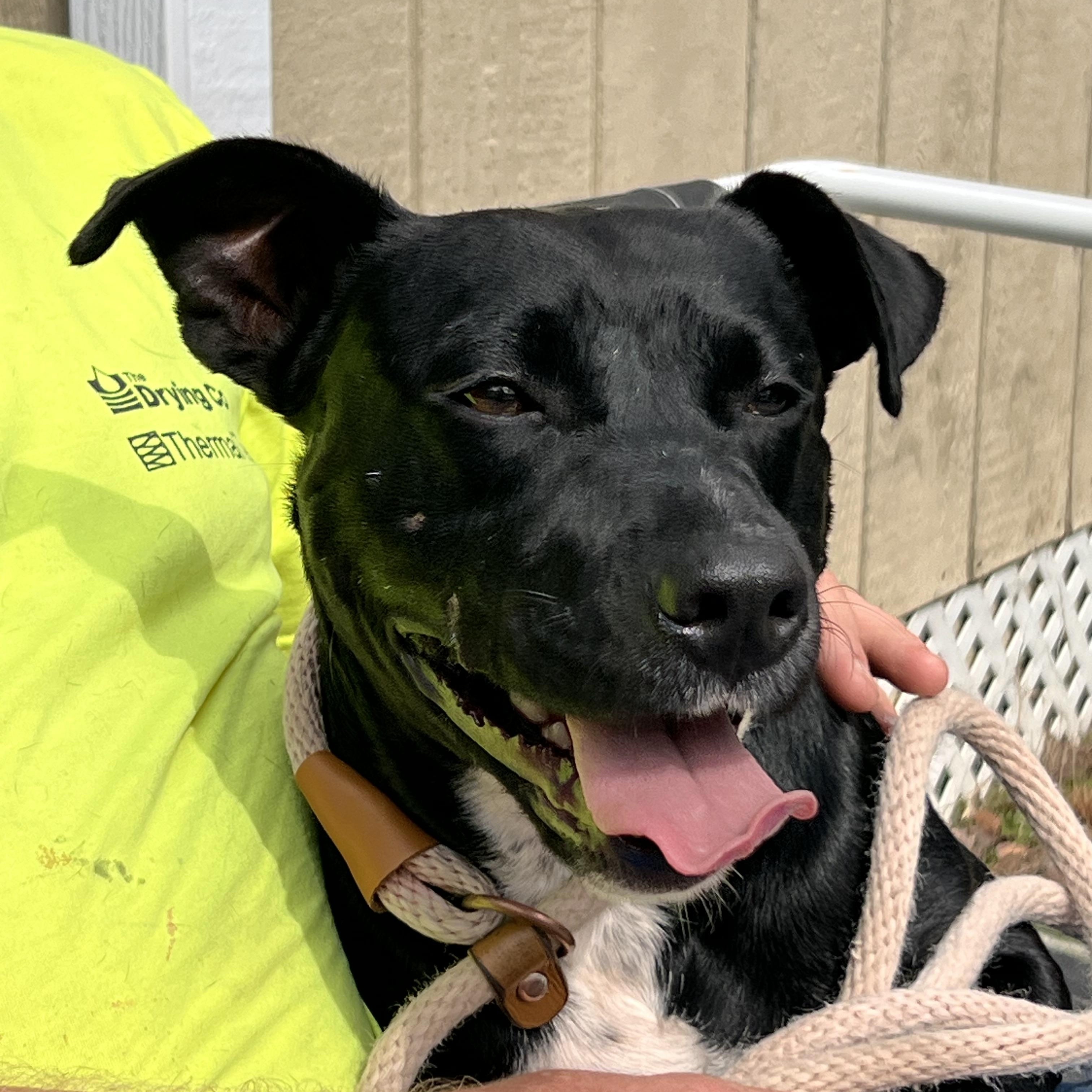 Michael, a Adoptable mixed breed in Saluda, VA image 3/6