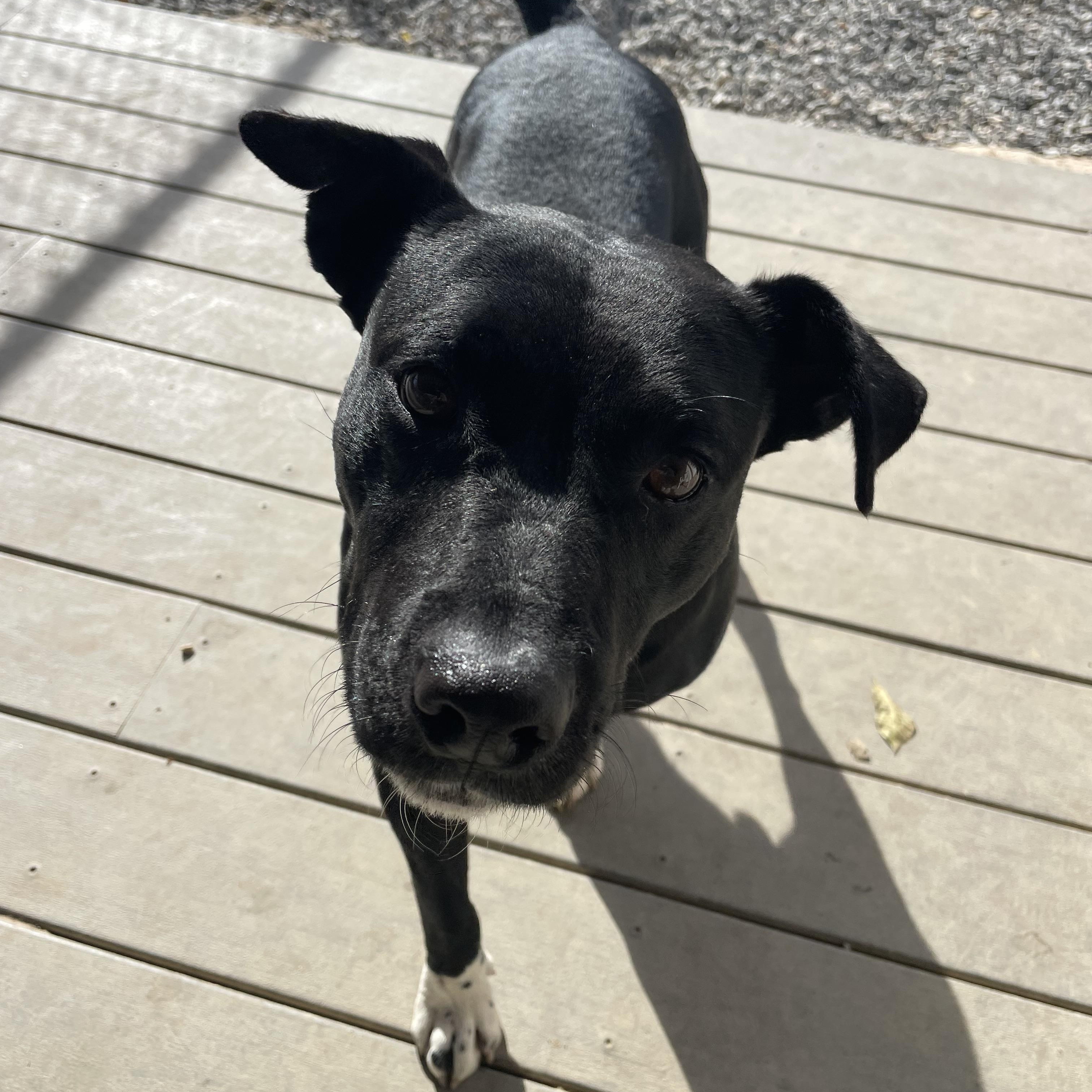 Michael, Adoptable, Adult Male Jack Russell Terrier & Black Labrador Retriever.