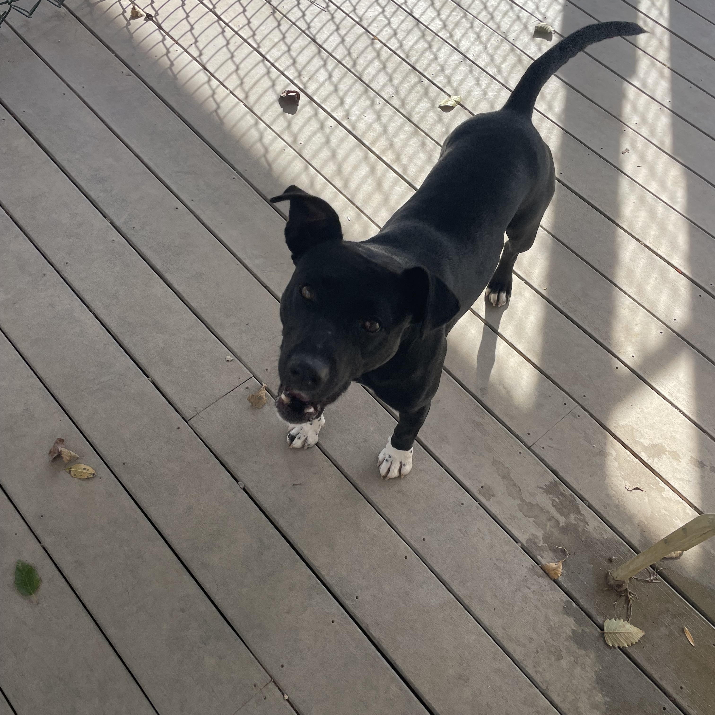 Michael, a Adoptable mixed breed in Saluda, VA image 6/6