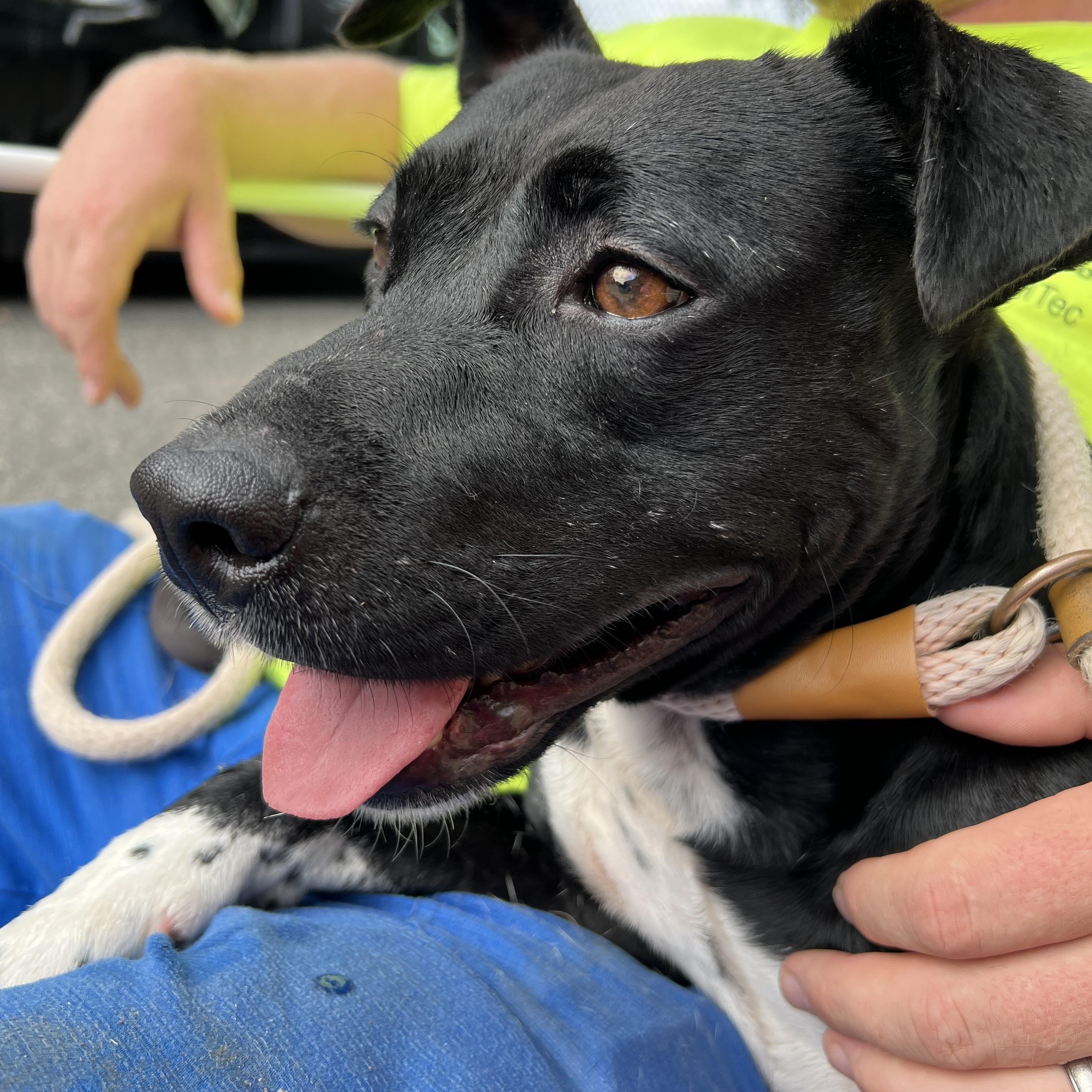 Michael, a Adoptable mixed breed in Saluda, VA image 5/6