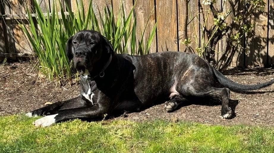 Bellini, a Adoptable mixed breed in Redmond, WA image 5/5