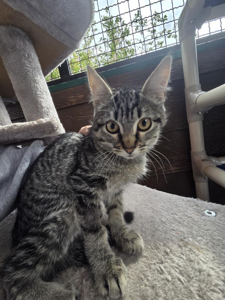 Marci, Adoptable, Young Female Domestic Short Hair.