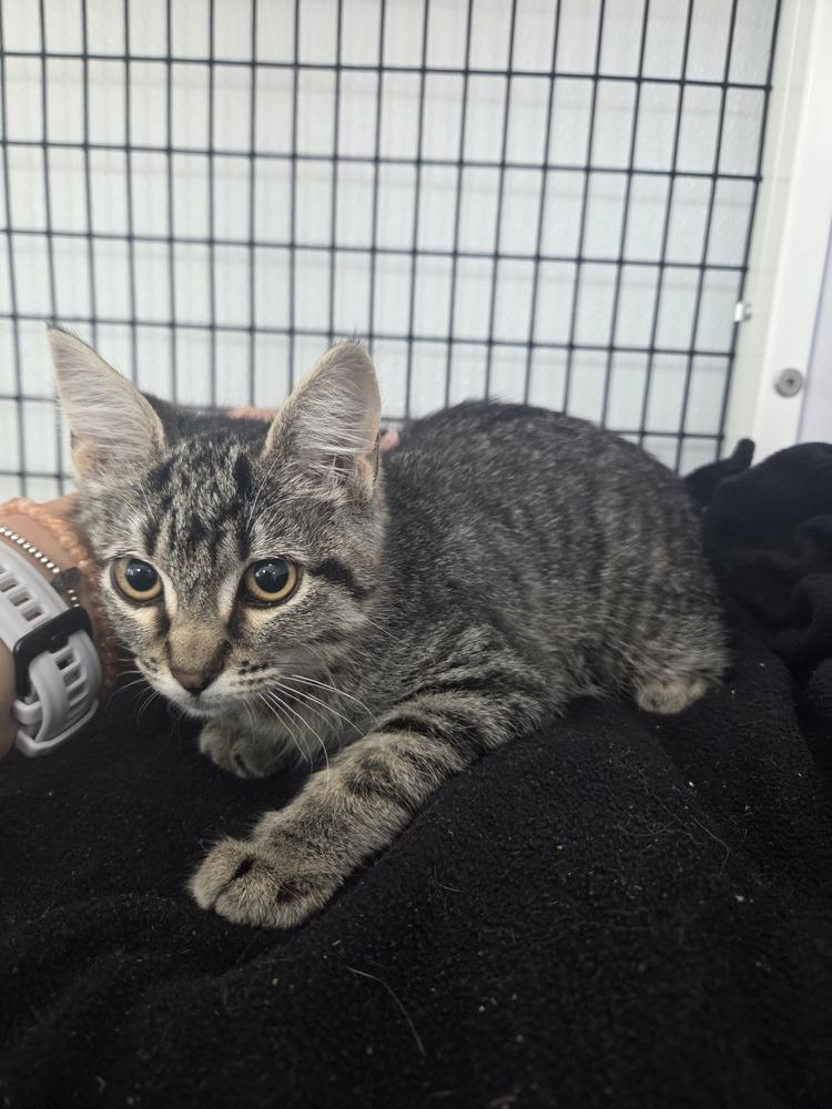 Enlarge Marci, a Adoptable Domestic Short Hair in Salmon, ID image 2/2