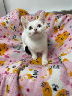 Feta — thumbnail 3