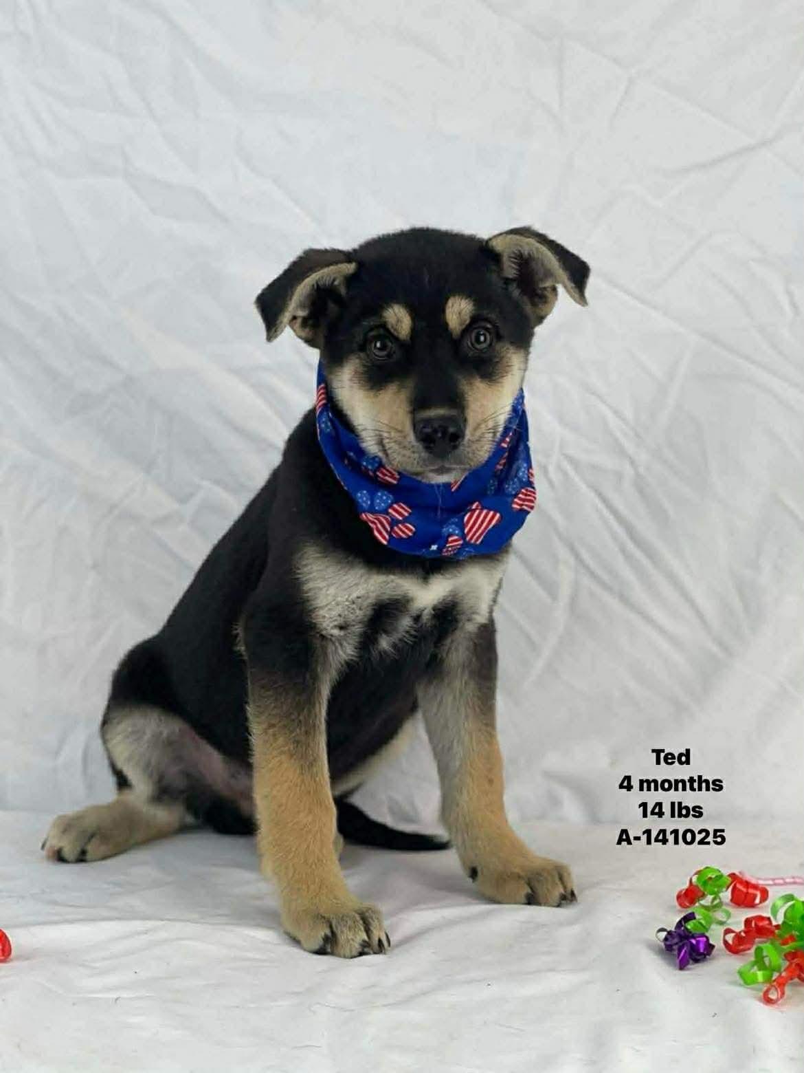 Ted, Adoptable, Puppy Male German Shepherd Dog.