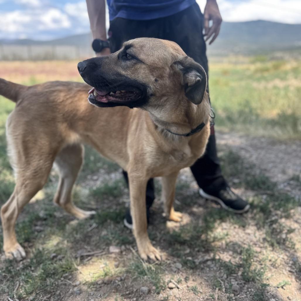 Cinderella, Adoptable, Adult Female German Shepherd Dog & Mixed Breed.
