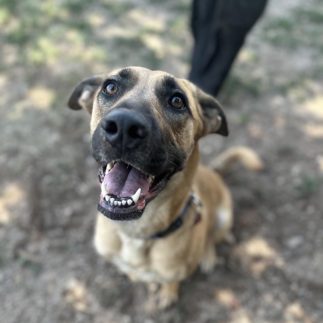 Cinderella, a Adoptable mixed breed in Glenwood Springs, CO image 2/5
