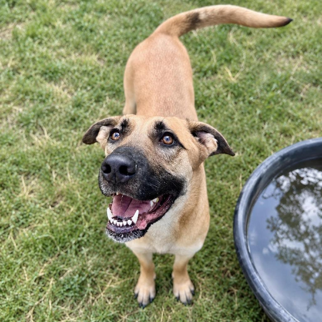 Cinderella, a Adoptable mixed breed in Glenwood Springs, CO image 3/5