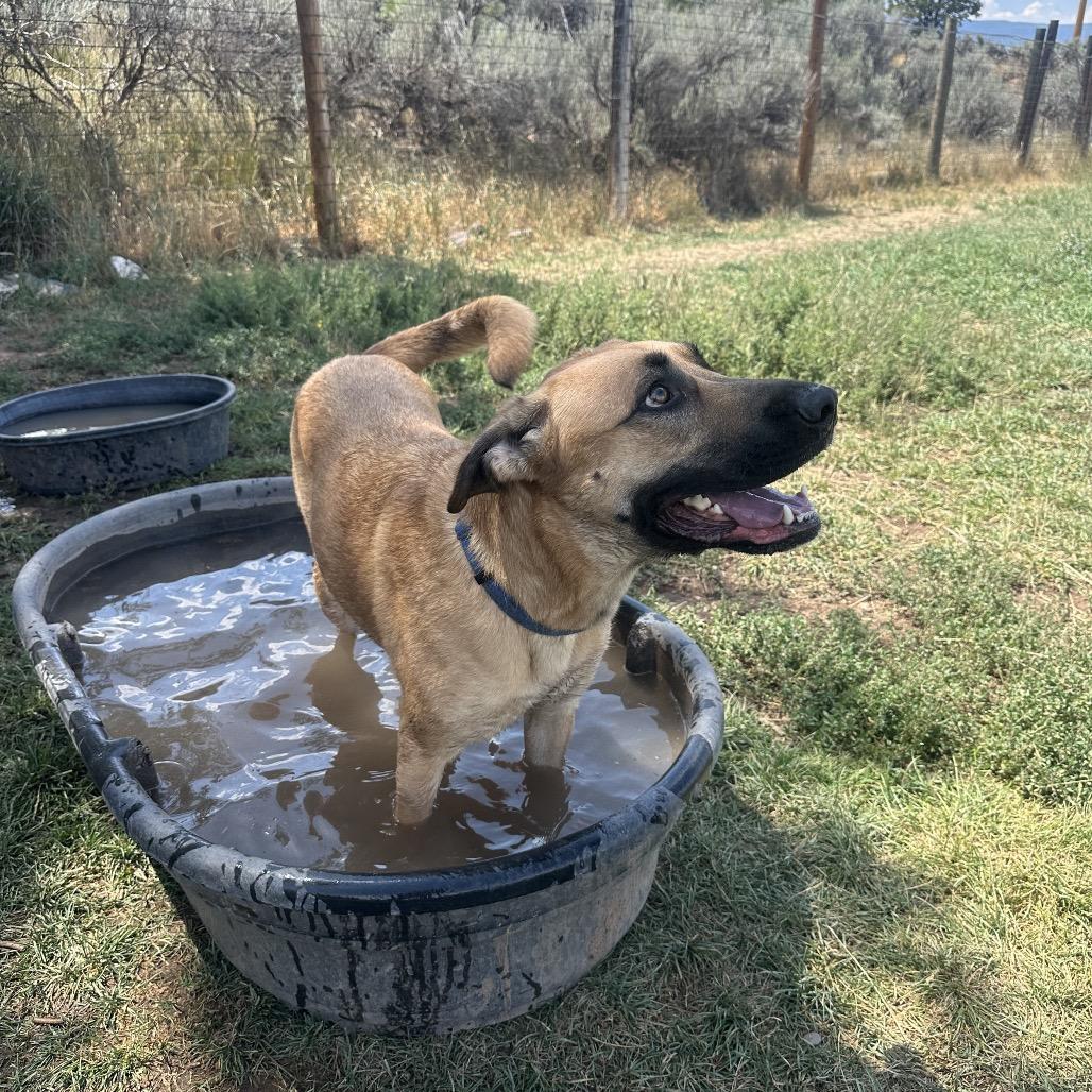 Cinderella, a Adoptable mixed breed in Glenwood Springs, CO image 4/5