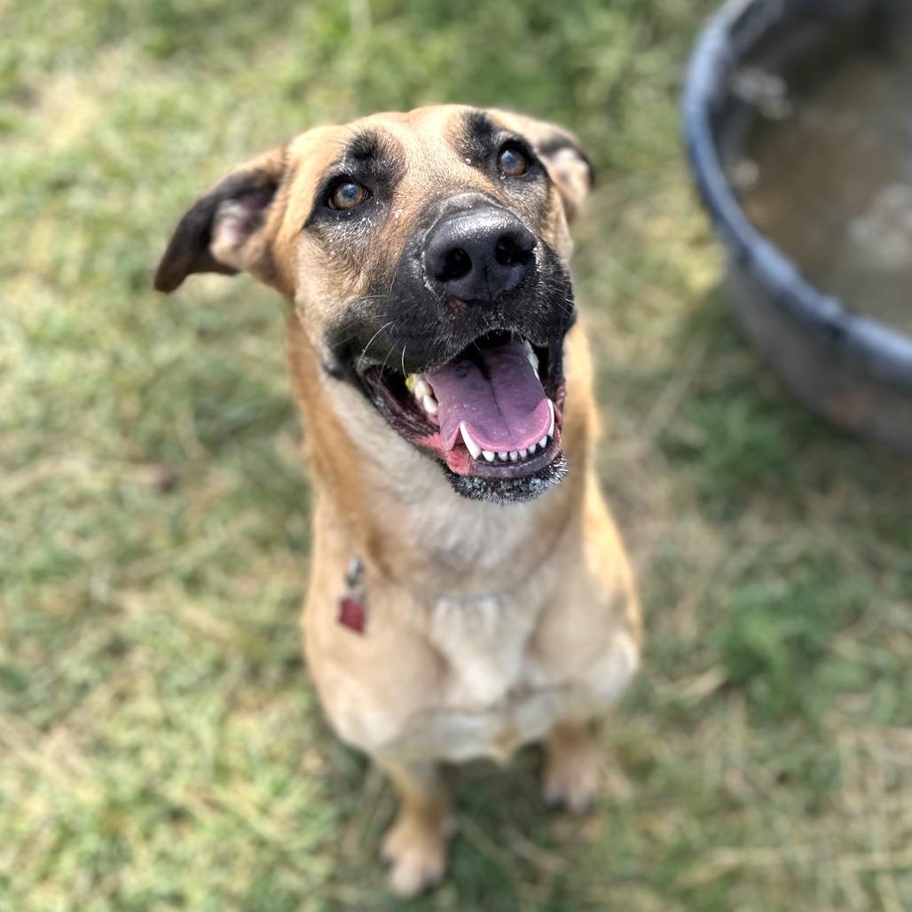 Cinderella, a Adoptable mixed breed in Glenwood Springs, CO image 5/5