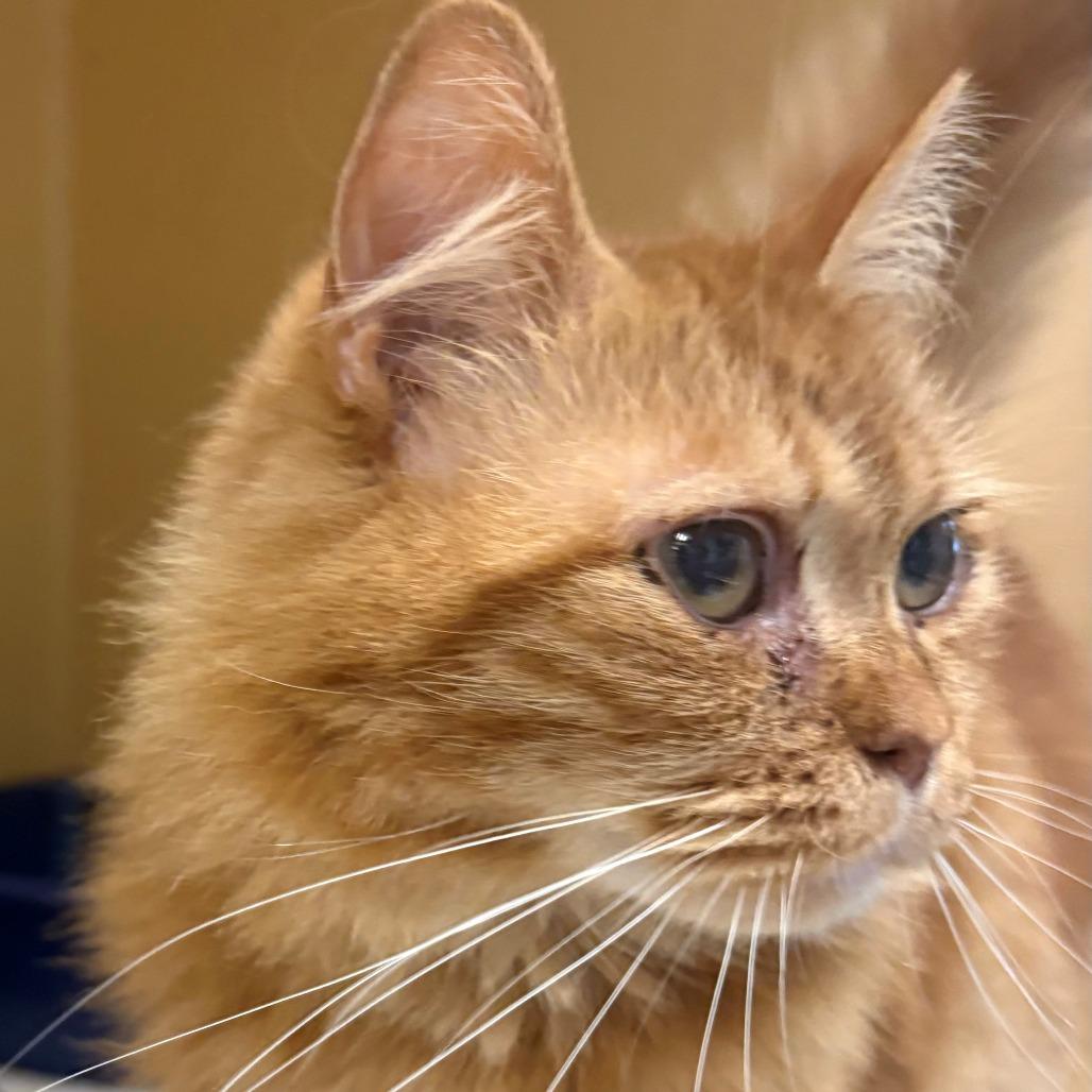 Milton, Adoptable, Adult Male Domestic Long Hair.
