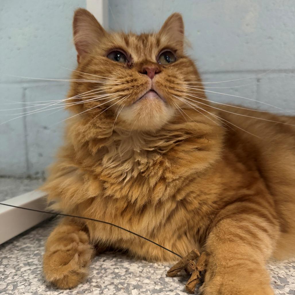 Enlarge Milton, a Adoptable Domestic Long Hair in East Hanover, NJ image 2/6