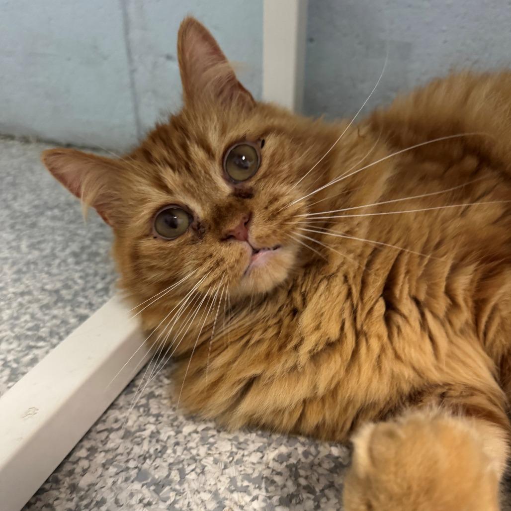 Enlarge Milton, a Adoptable Domestic Long Hair in East Hanover, NJ image 3/6