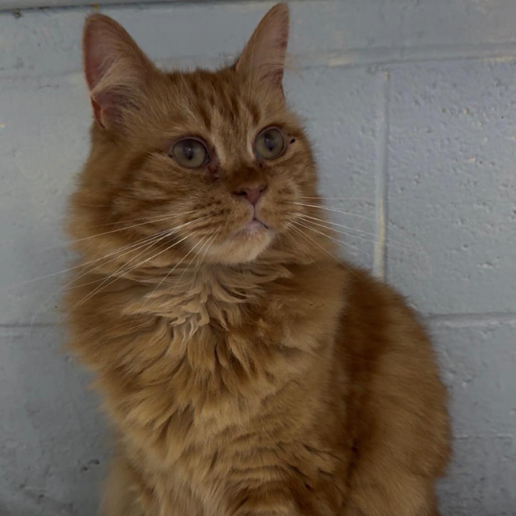 Enlarge Milton, a Adoptable Domestic Long Hair in East Hanover, NJ image 4/6