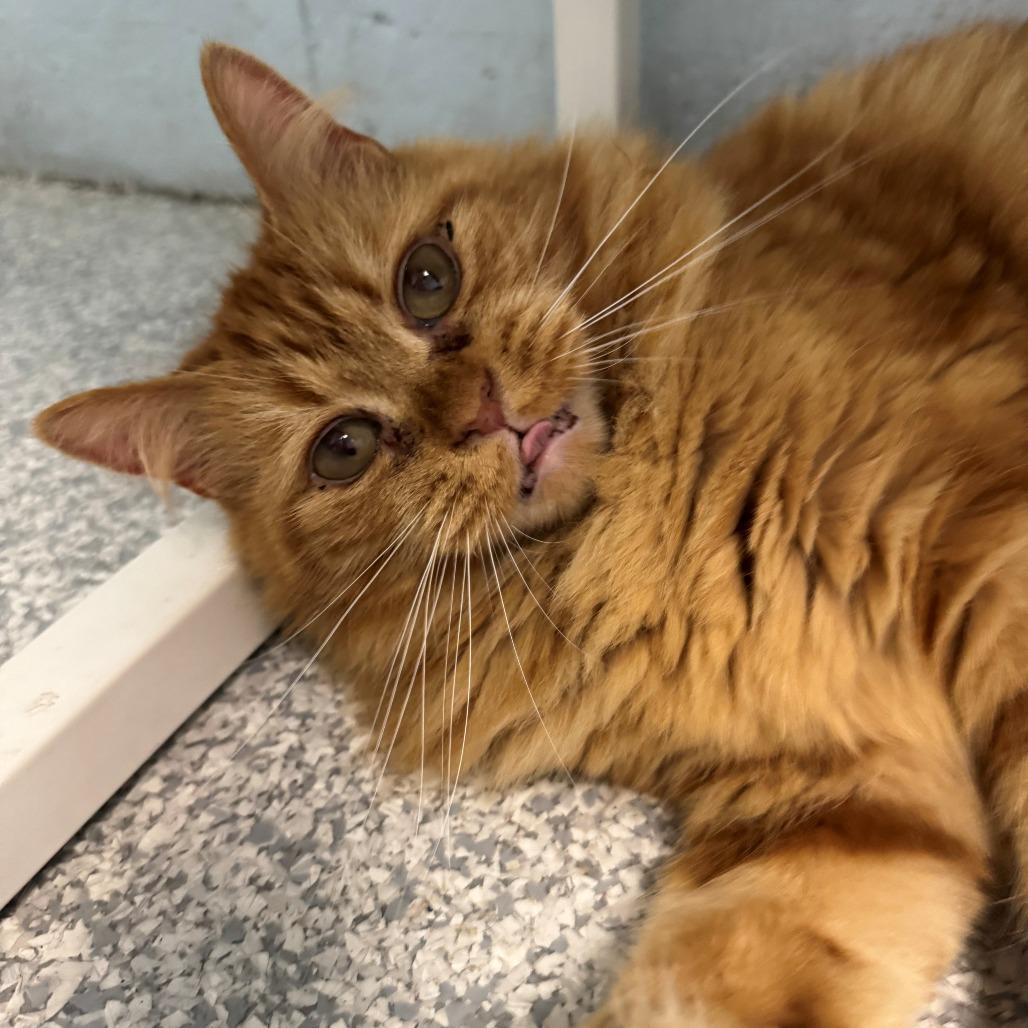 Enlarge Milton, a Adoptable Domestic Long Hair in East Hanover, NJ image 5/6