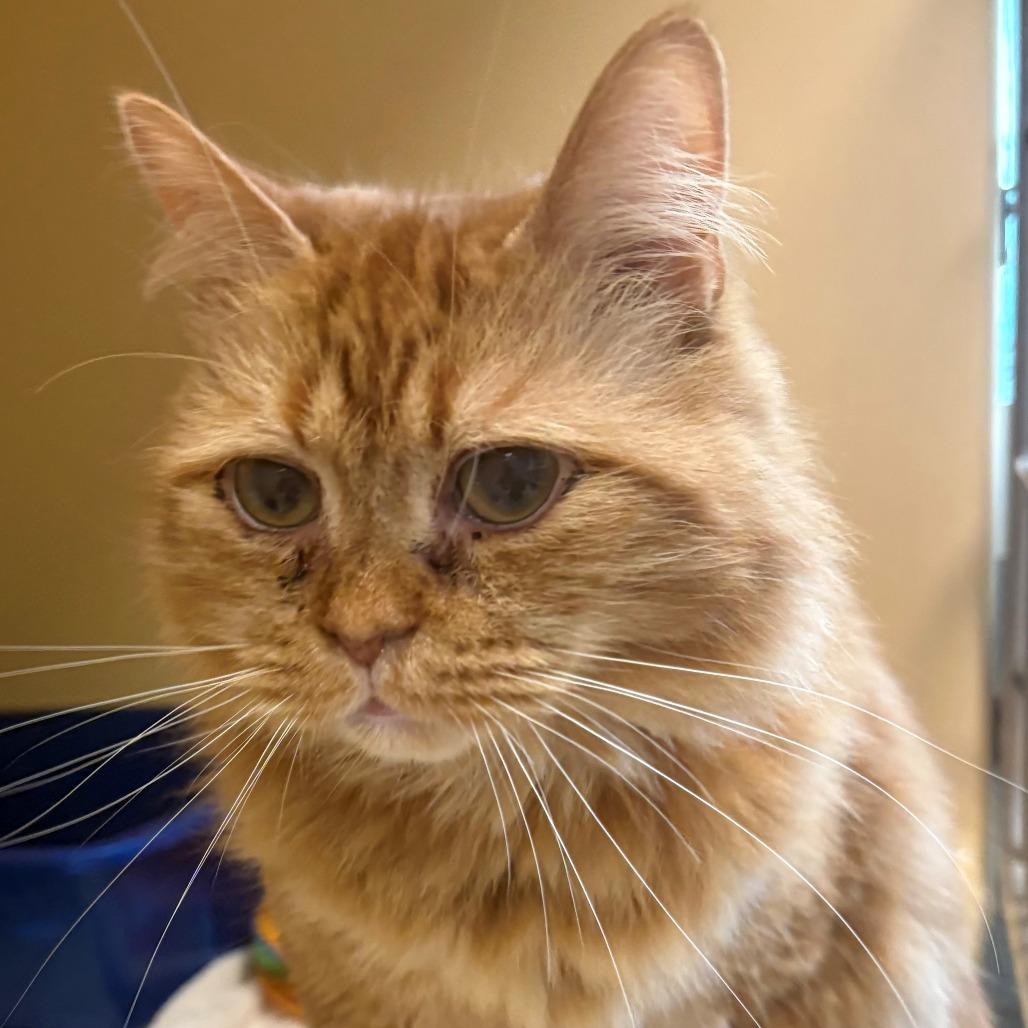 Enlarge Milton, a Adoptable Domestic Long Hair in East Hanover, NJ image 6/6