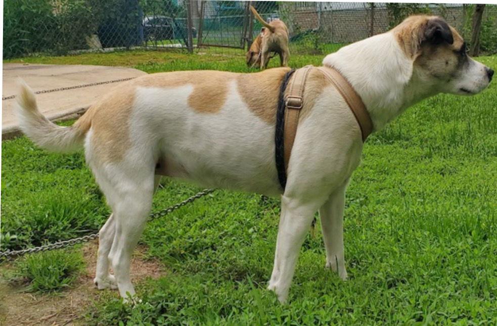 Eowyn, Adopted, Young Female Australian Cattle Dog / Blue Heeler & Border Collie.