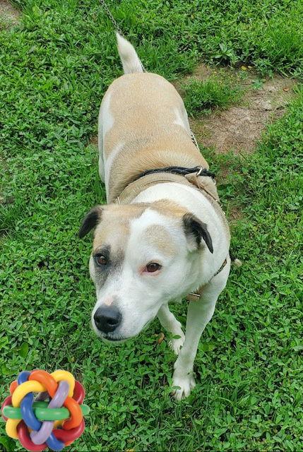 Eowyn, a Adopted mixed breed in Mount Laurel, NJ image 2/3