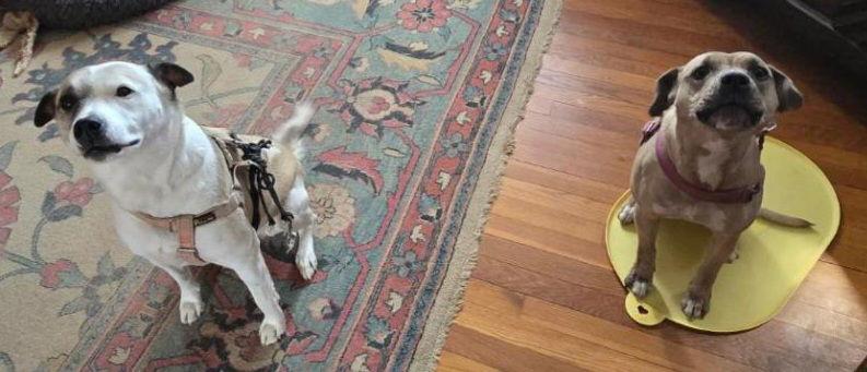 Eowyn, a Adopted mixed breed in Mount Laurel, NJ image 3/3