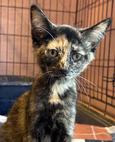 Enlarge DiANA, a Adoptable Domestic Short Hair in Vacaville, CA image 1/1