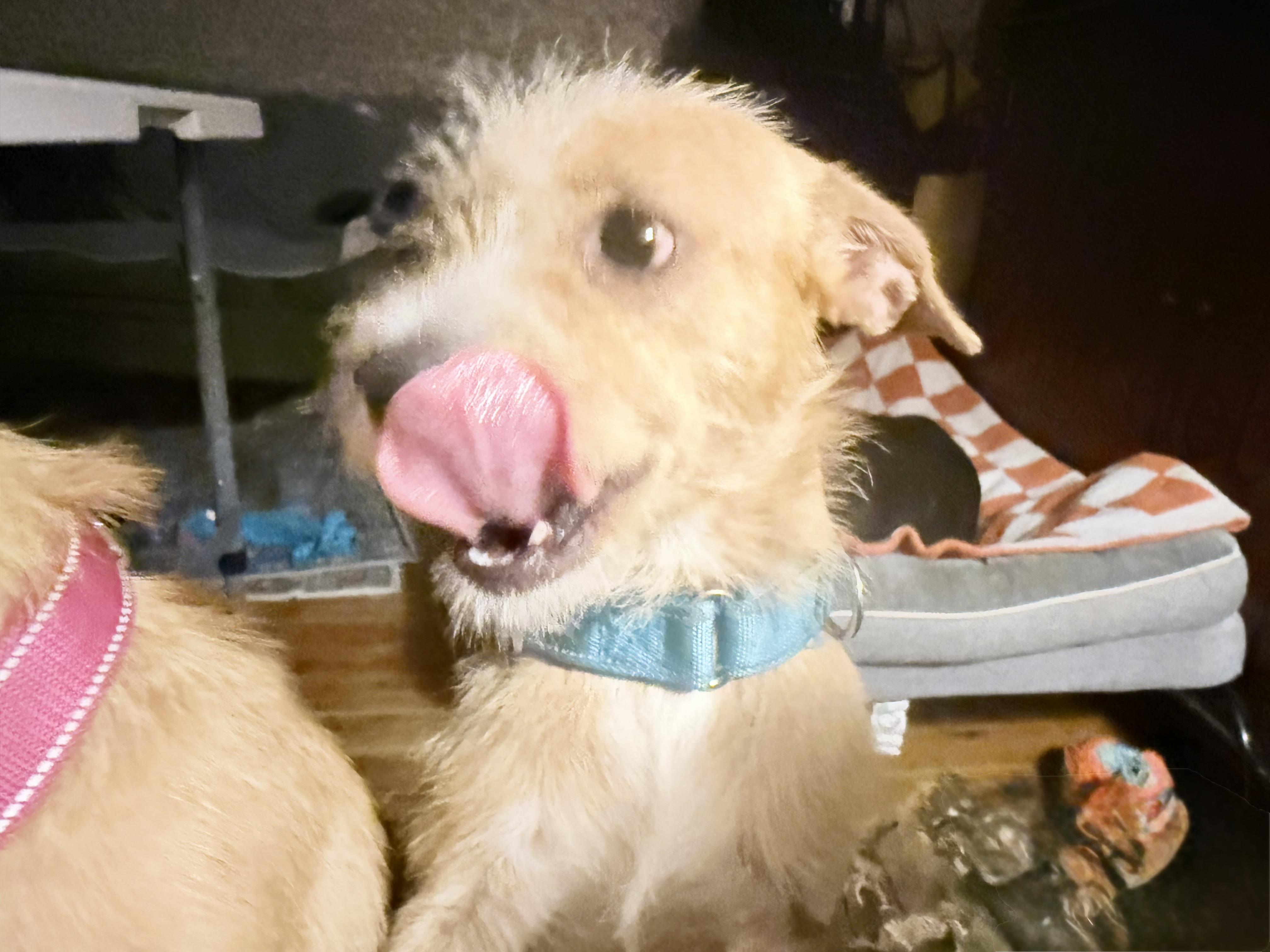 Enlarge Pancake, a ADOPTABLE mixed breed in Carmel, NY image 2/6