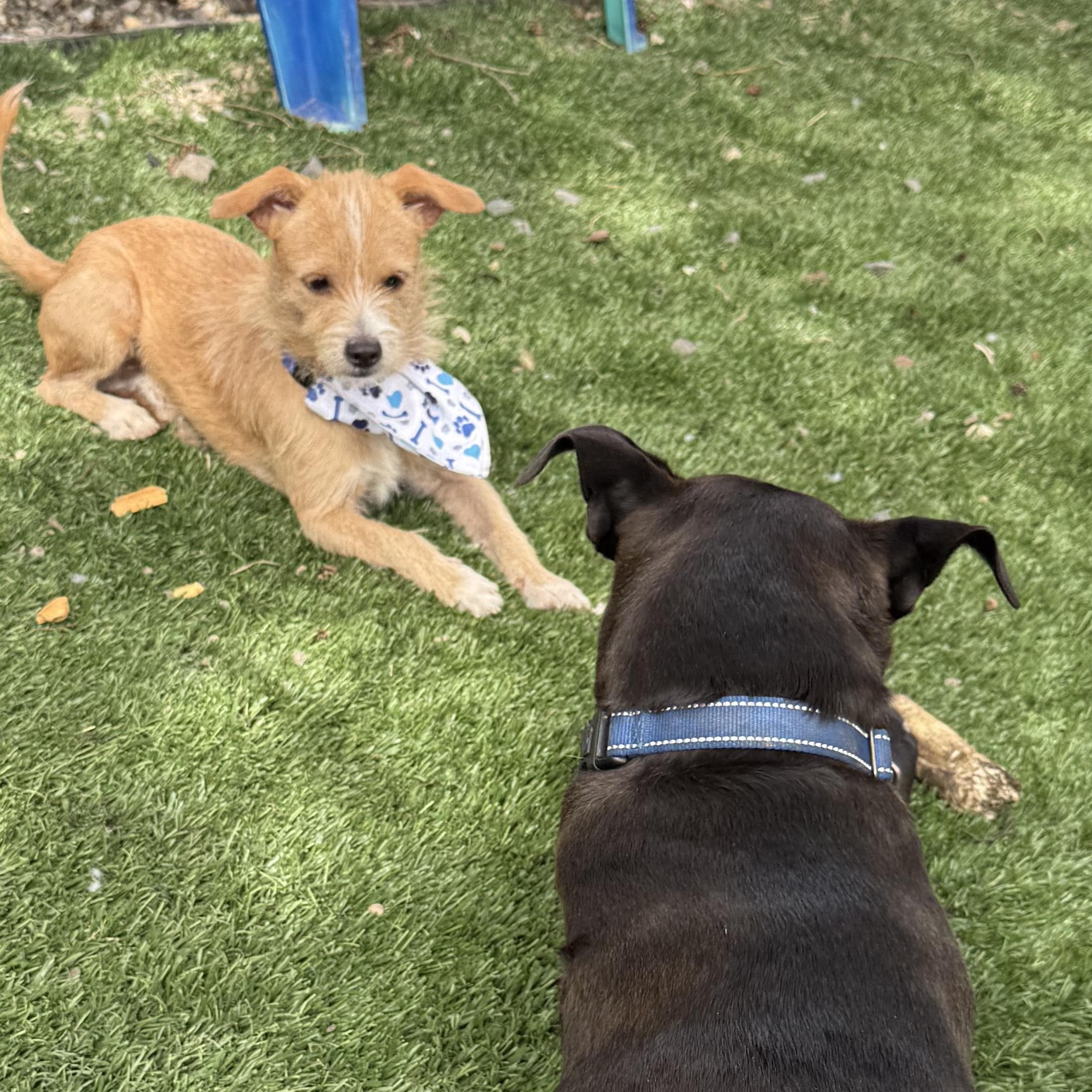 Enlarge Pancake, a ADOPTABLE mixed breed in Carmel, NY image 6/6