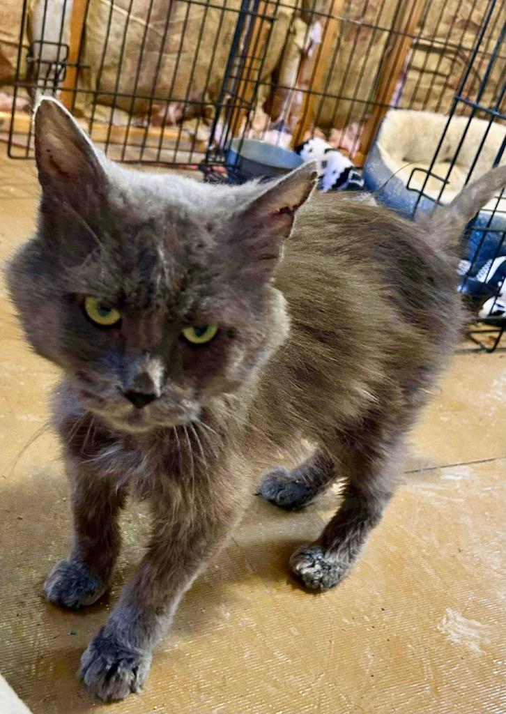 Brave, Adoptable, Young Male Domestic Long Hair.