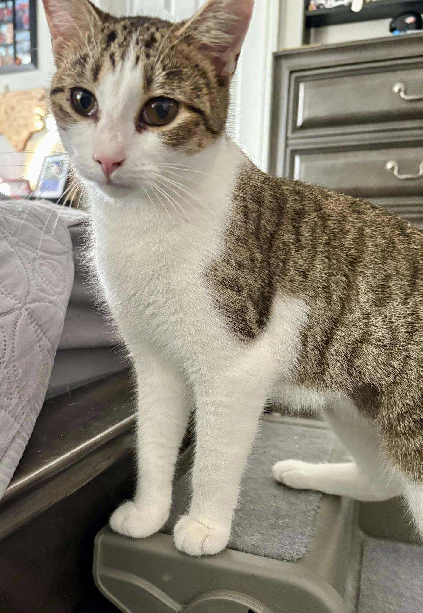 Thelma, Adoptable, Young Female Domestic Short Hair.