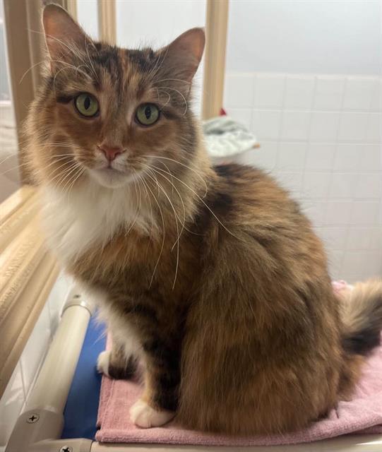 Enlarge MITTENS, a Adoptable Domestic Medium Hair in London, ON image 1/1