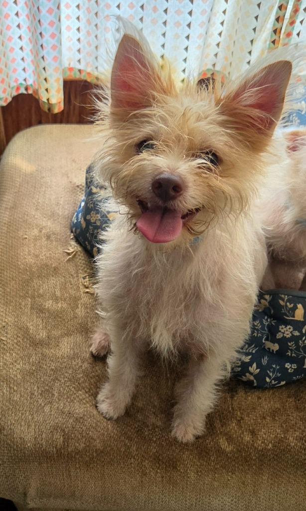 Enlarge Jackson, a Adoptable mixed breed in Hammond, LA image 1/1