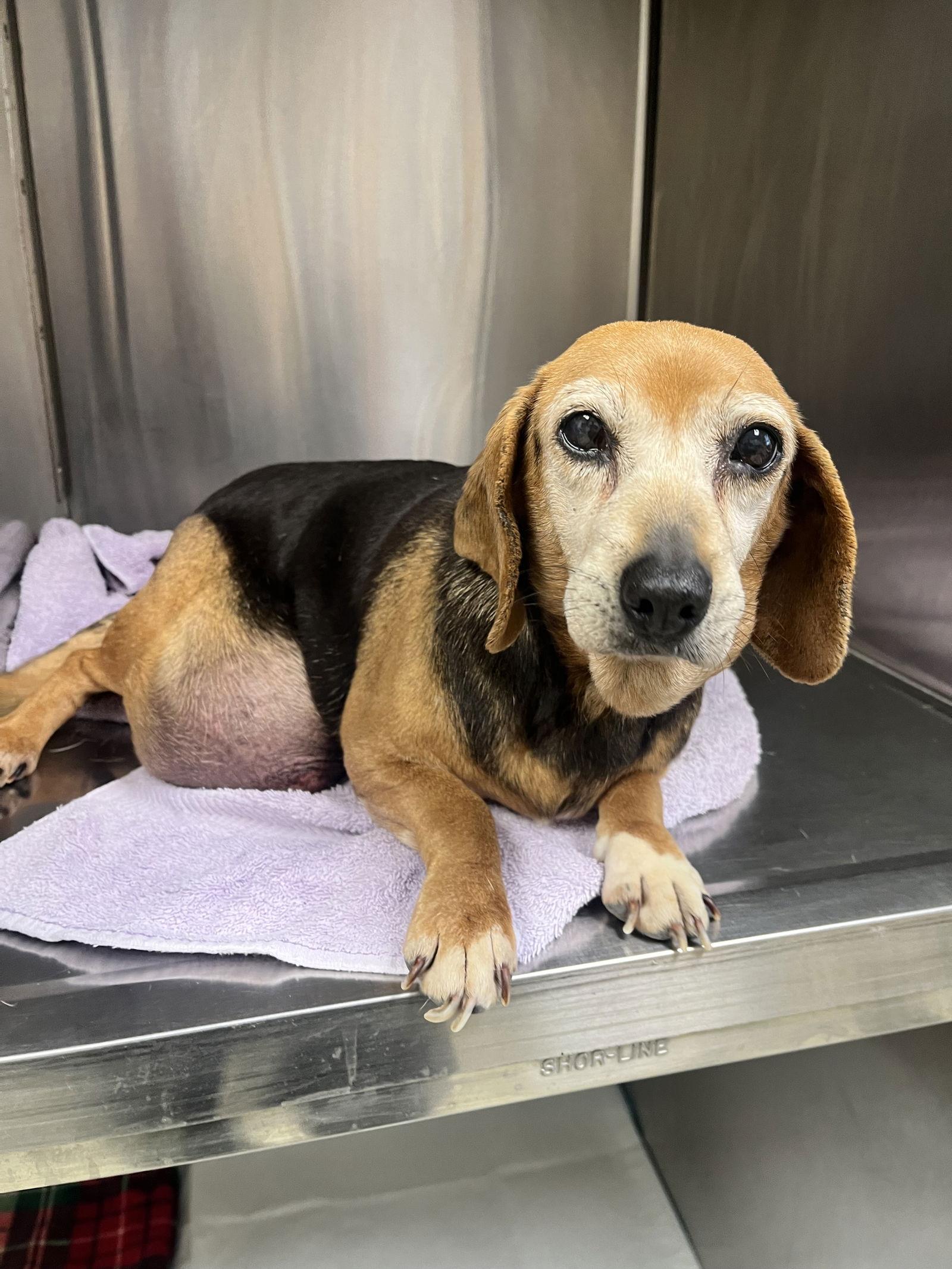 Charity, a Adopted Beagle in Norfolk, VA image 1/2