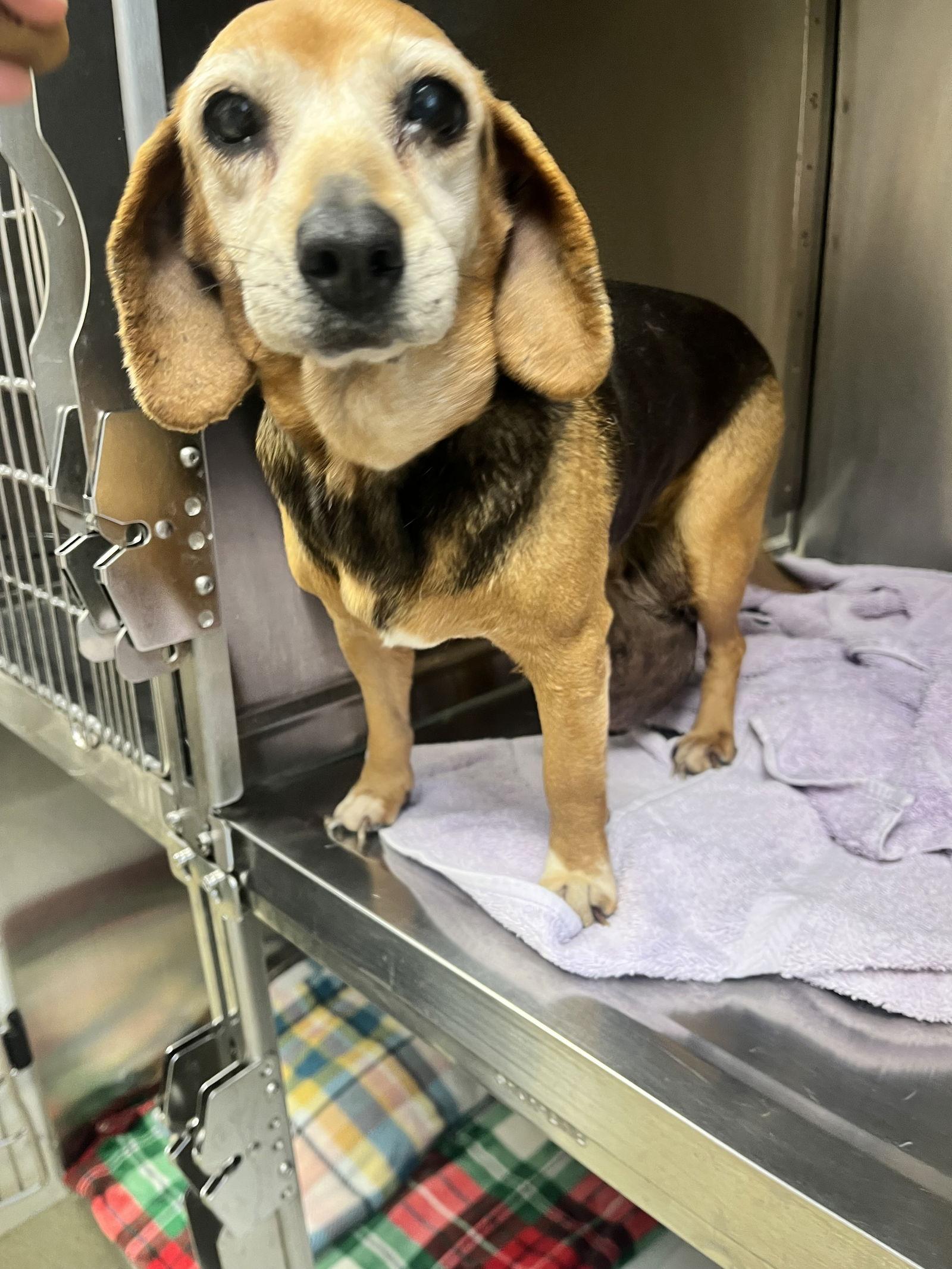 Charity, a Adopted Beagle in Norfolk, VA image 2/2