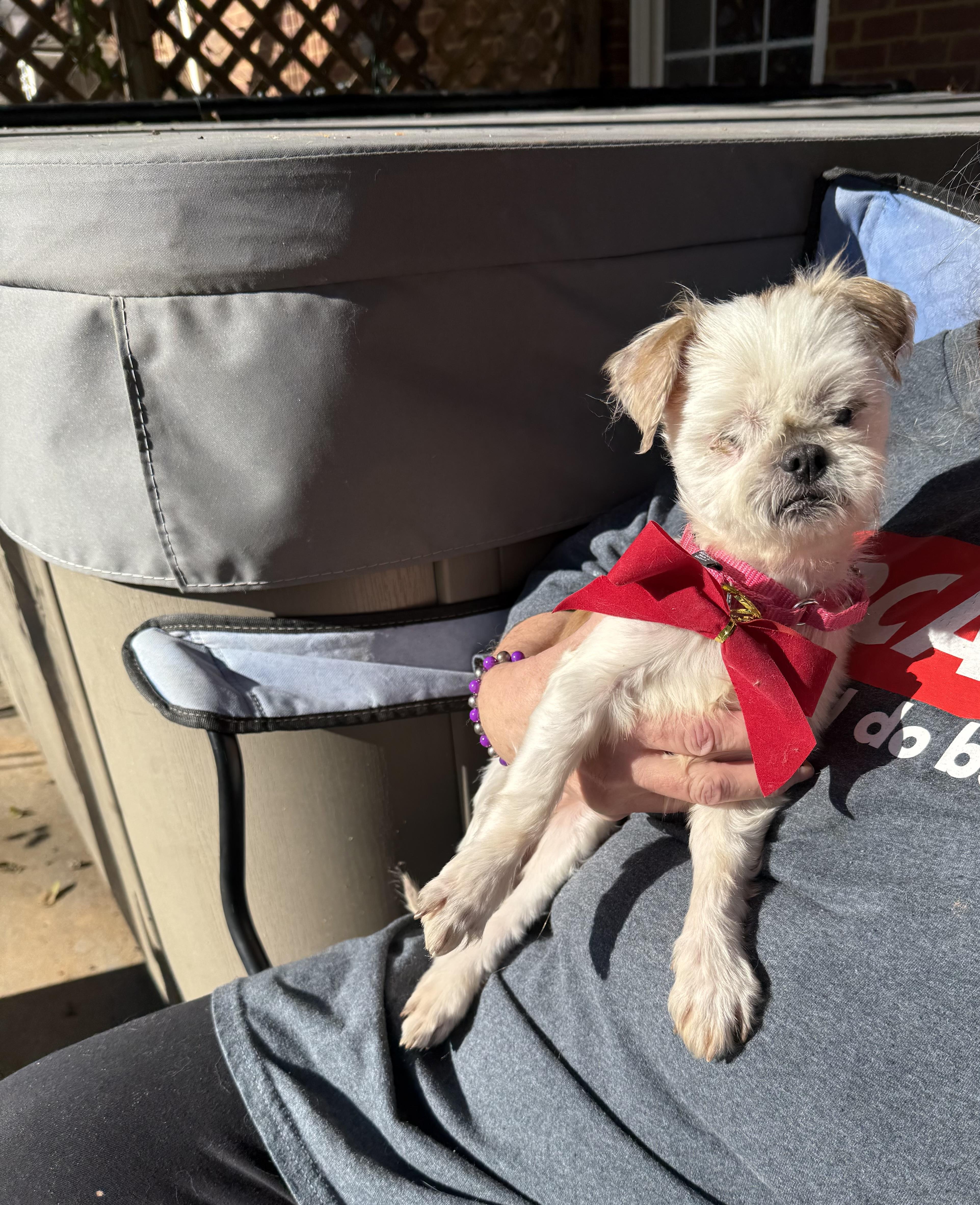 Agnes ( senior blind ), a Adoptable Shih Tzu in White Lake, MI image 2/4