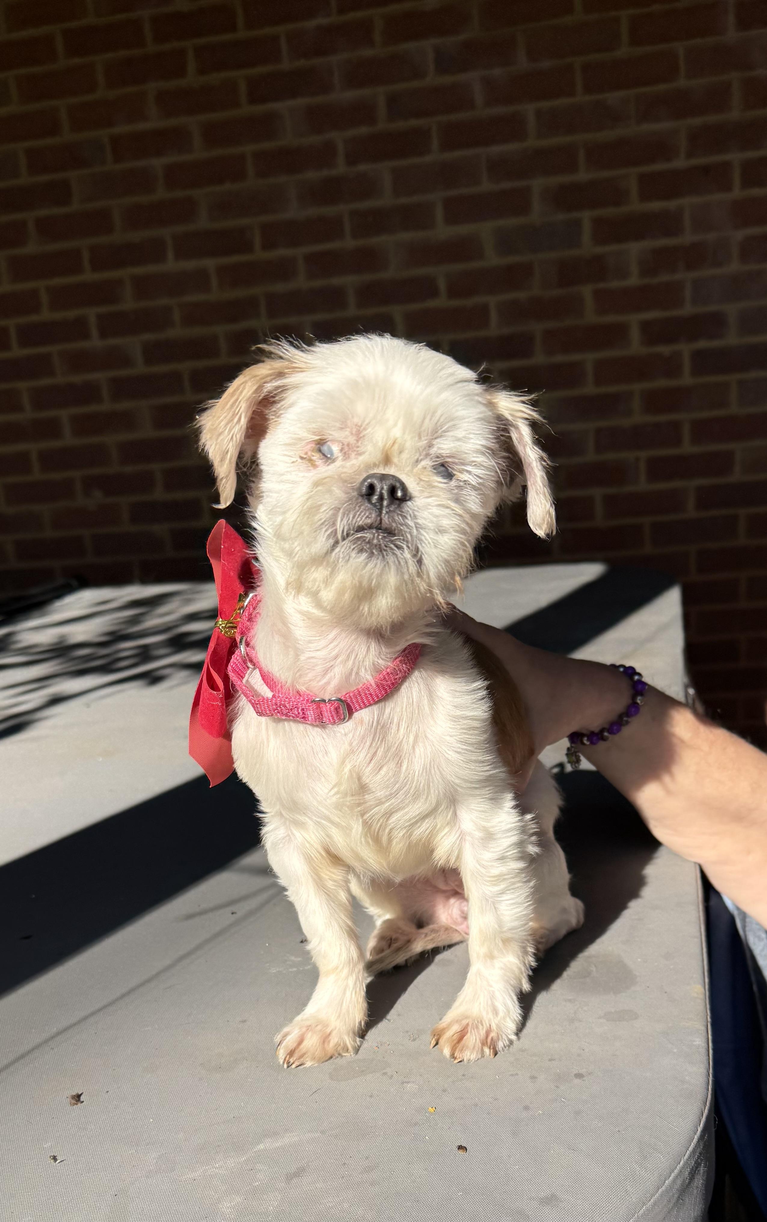 Agnes ( senior blind ), a Adoptable Shih Tzu in White Lake, MI image 1/4