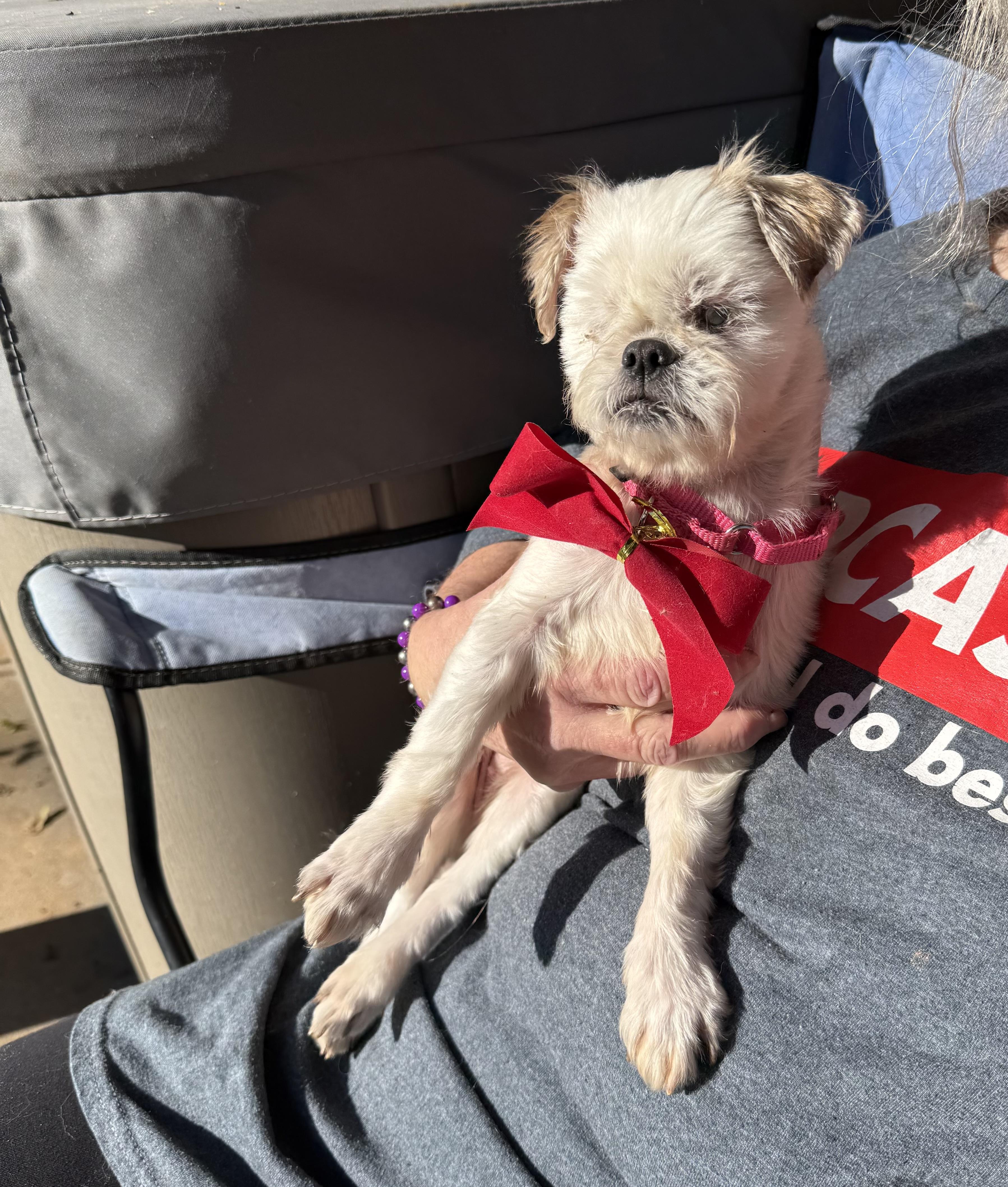 Agnes ( senior blind ), a Adoptable Shih Tzu in White Lake, MI image 4/4
