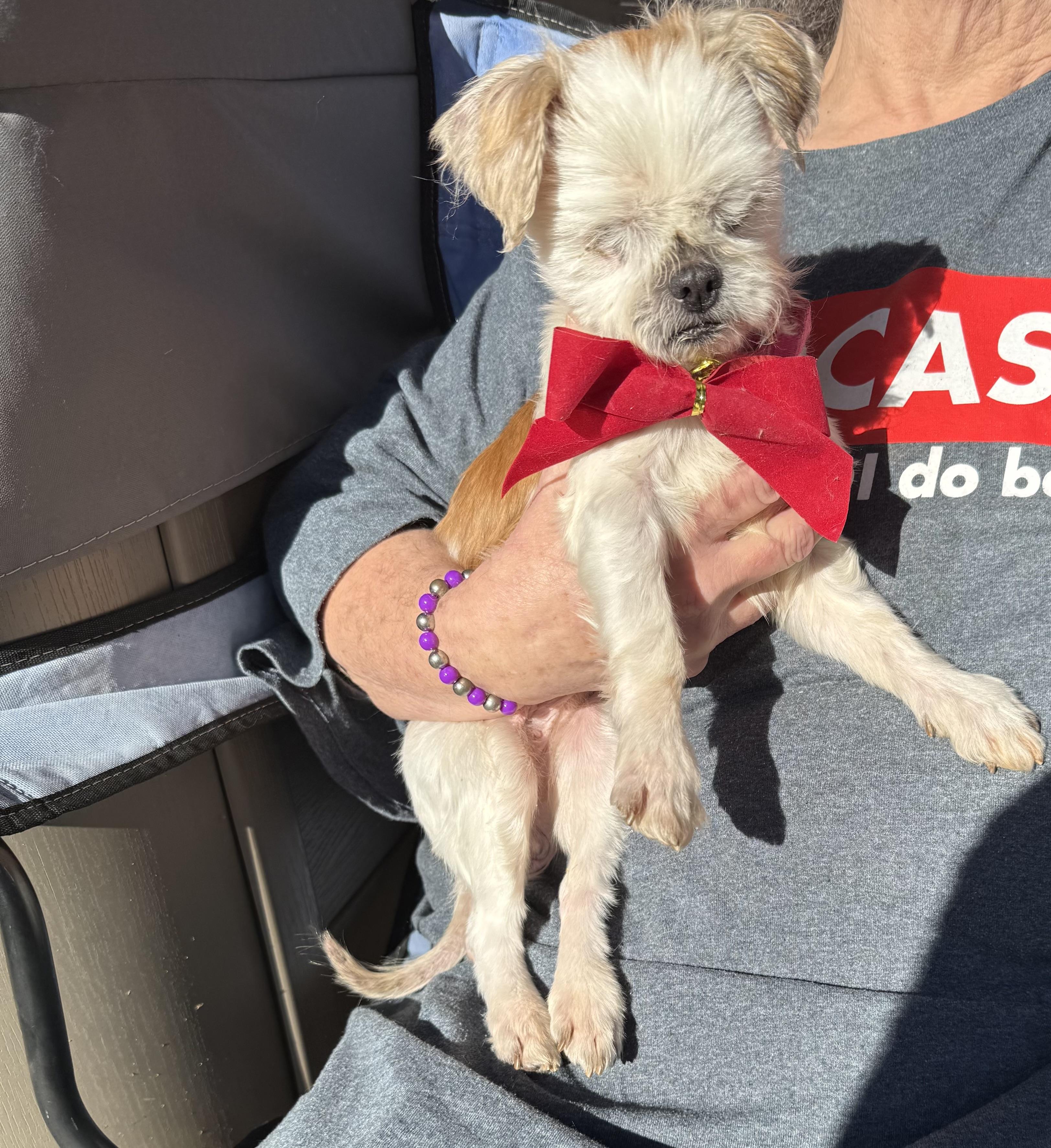 Agnes ( senior blind ), a Adoptable Shih Tzu in White Lake, MI image 3/4