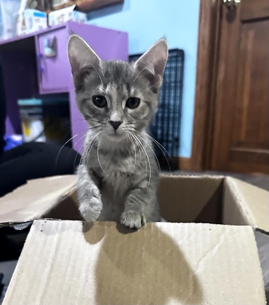 Jasmine, ADOPTABLE, Kitten Female Domestic Short Hair.