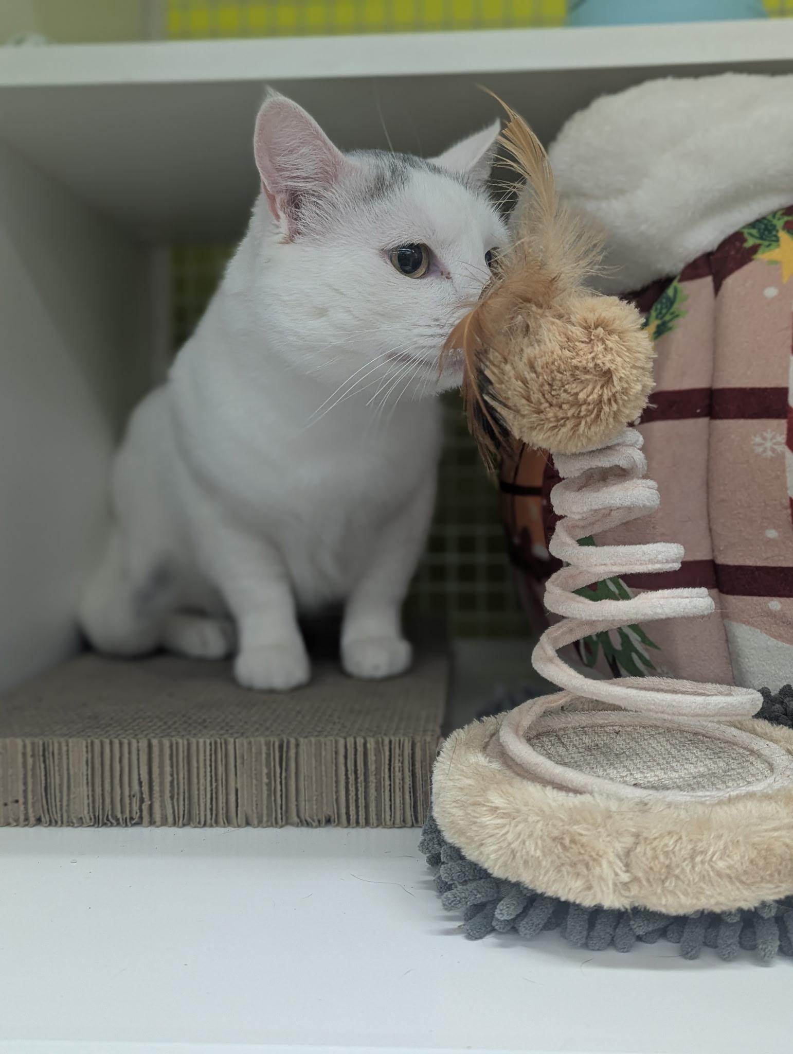 Enlarge Sal, a ADOPTABLE Domestic Short Hair in Brentwood, CA image 2/5