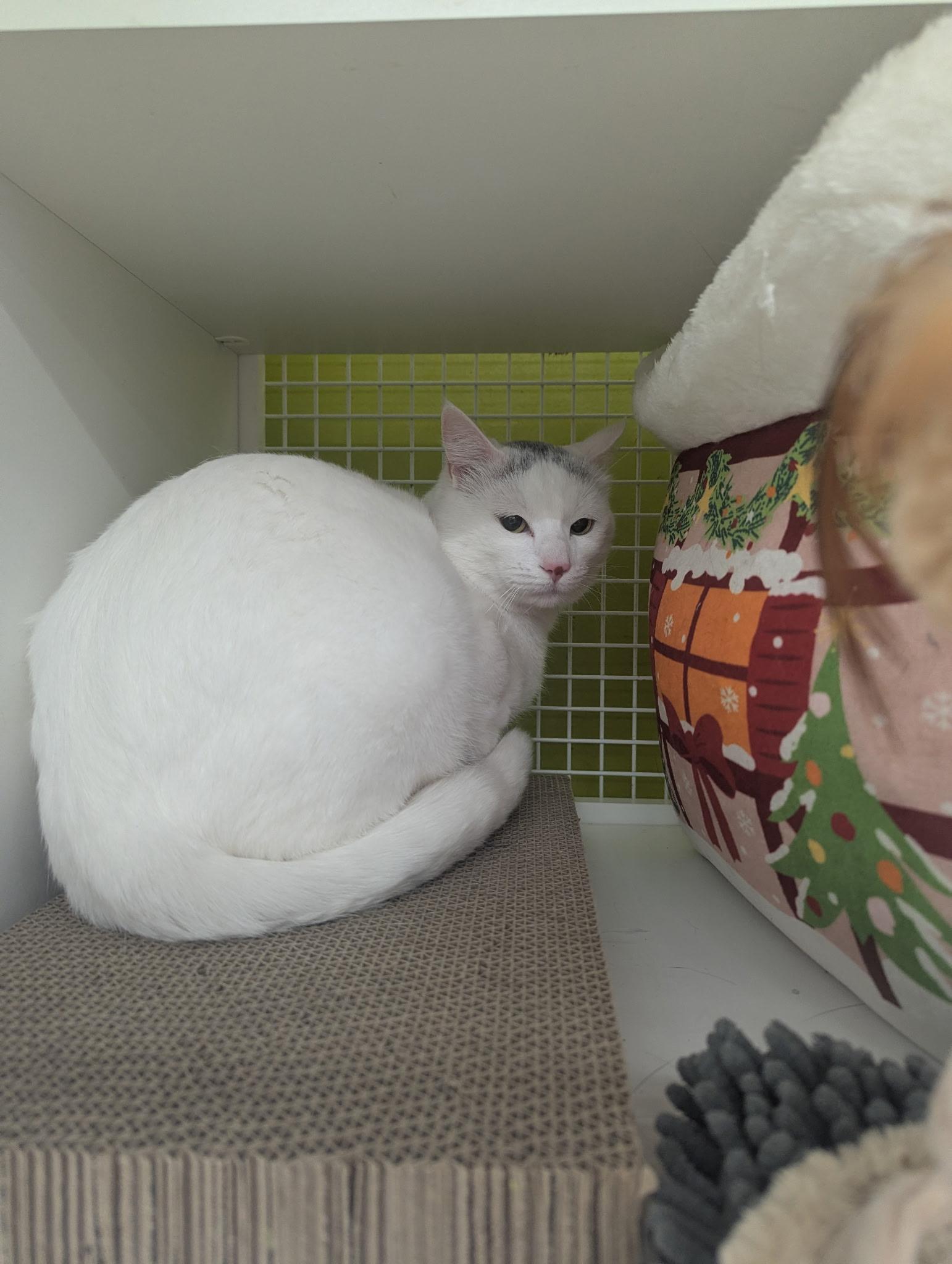 Enlarge Sal, a ADOPTABLE Domestic Short Hair in Brentwood, CA image 5/5