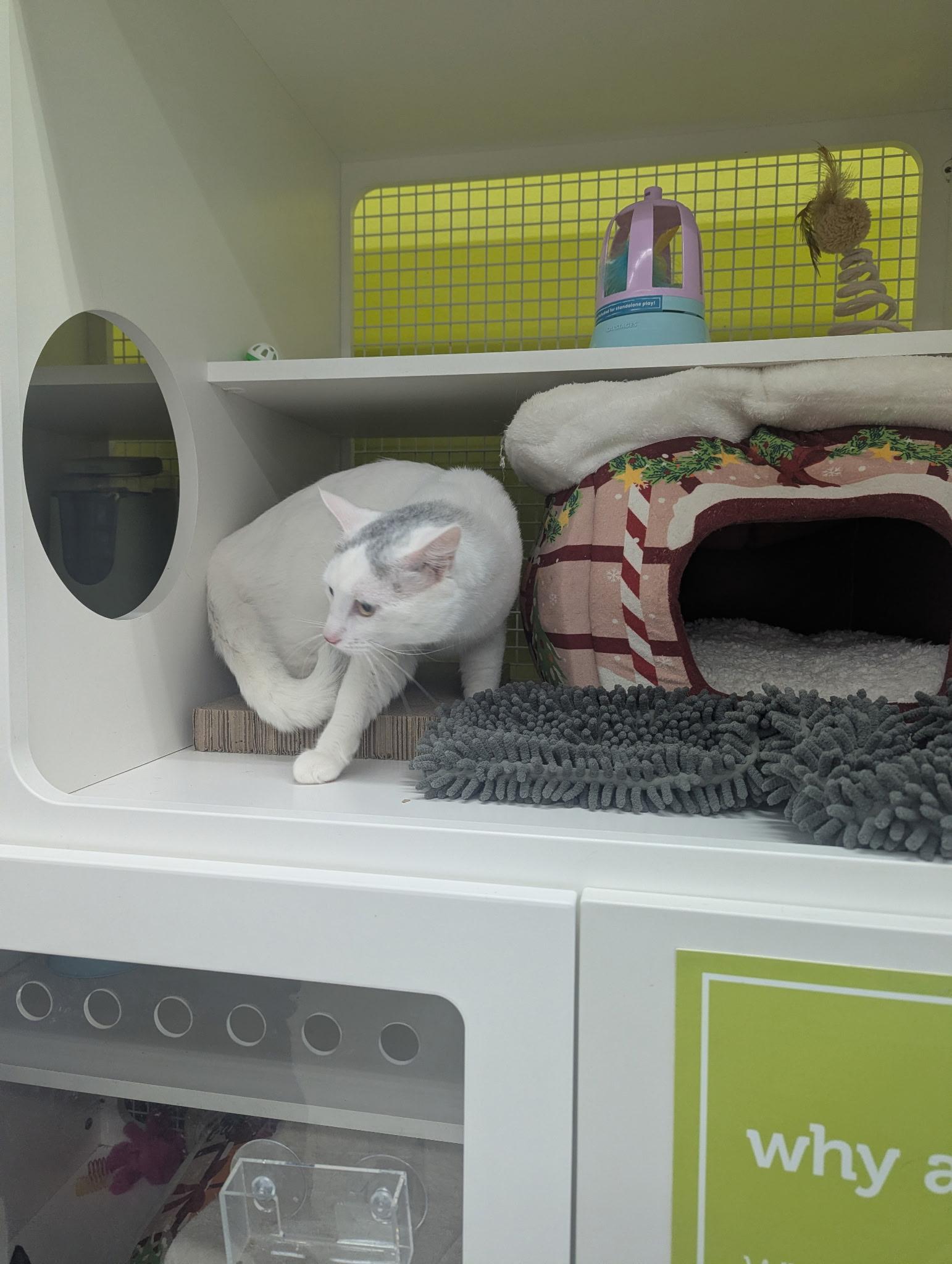 Enlarge Sal, a ADOPTABLE Domestic Short Hair in Brentwood, CA image 4/5