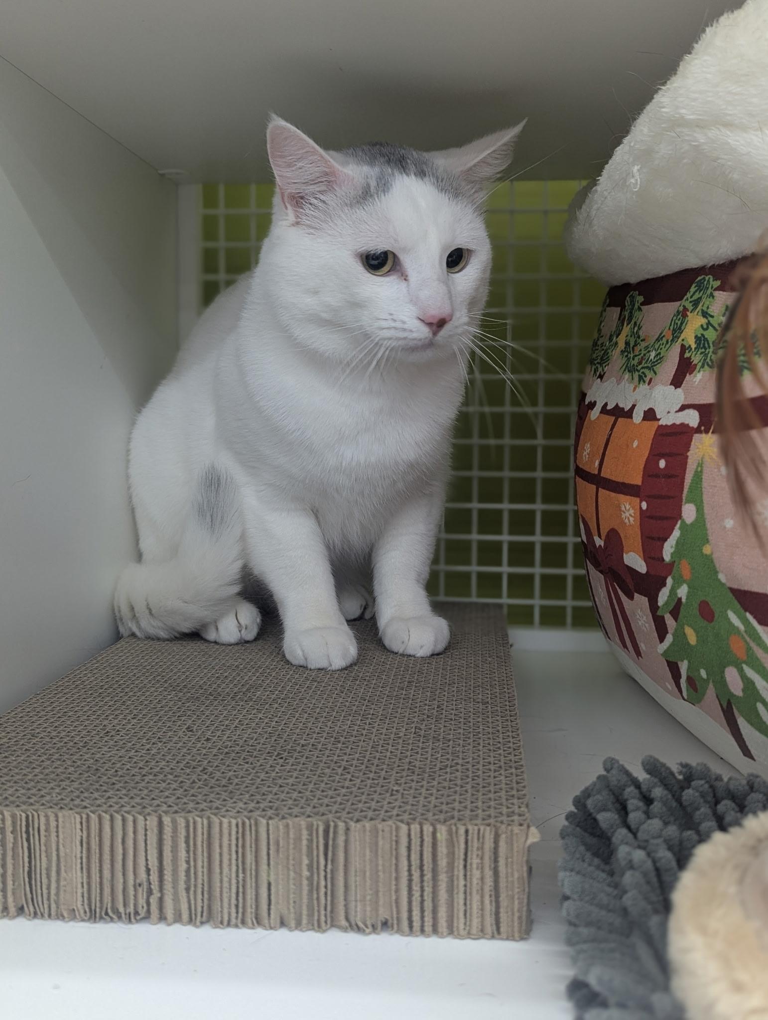 Sal, ADOPTABLE, Adult Male Domestic Short Hair.