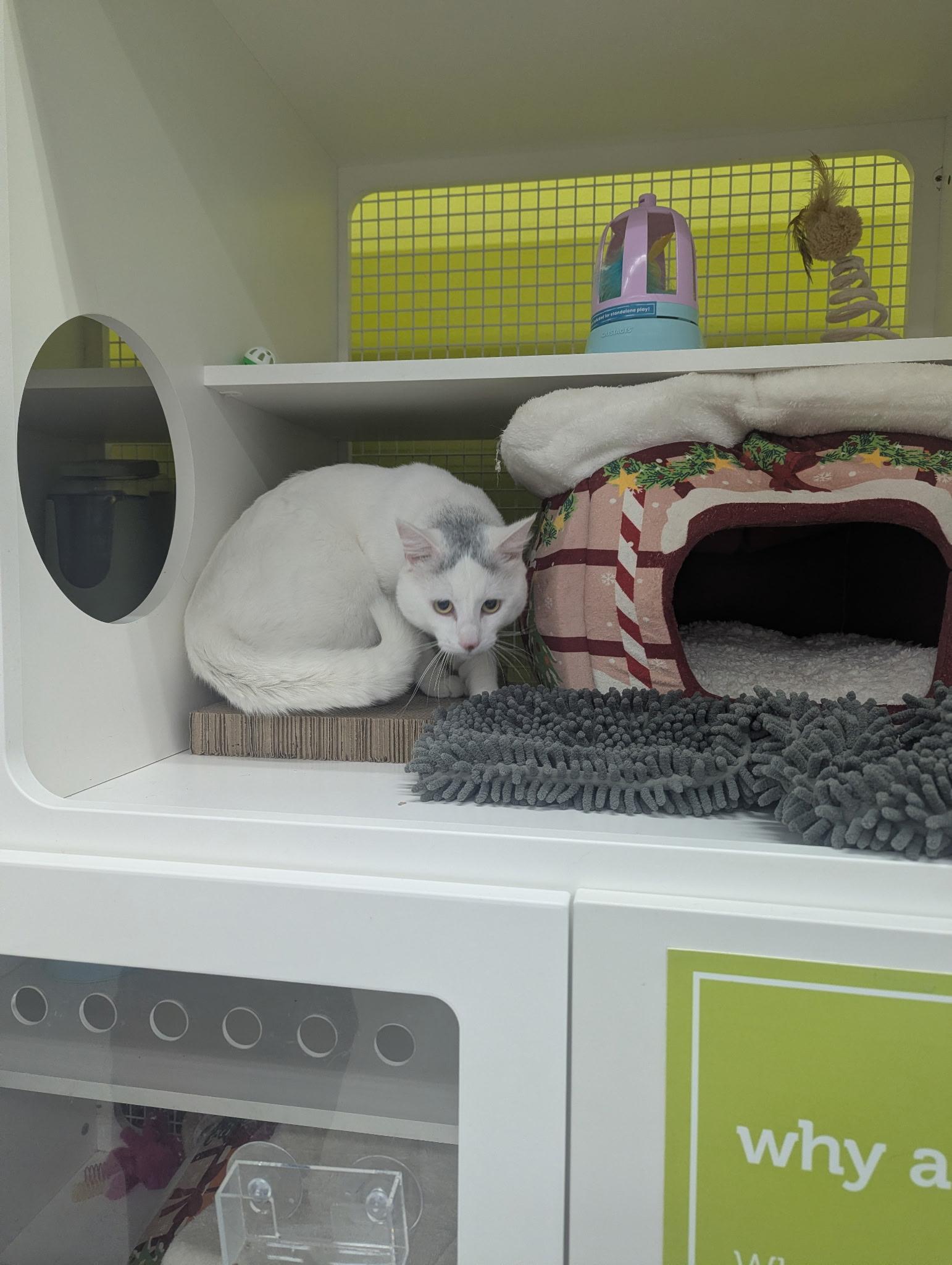 Enlarge Sal, a ADOPTABLE Domestic Short Hair in Brentwood, CA image 3/5