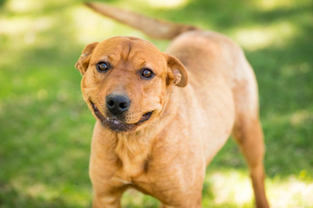 Olenna, Adoptable, Young Female Shar-Pei & Labrador Retriever.