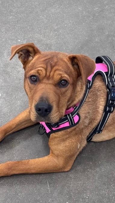 Olenna, a Adoptable mixed breed in Fort Lupton, CO image 2/6