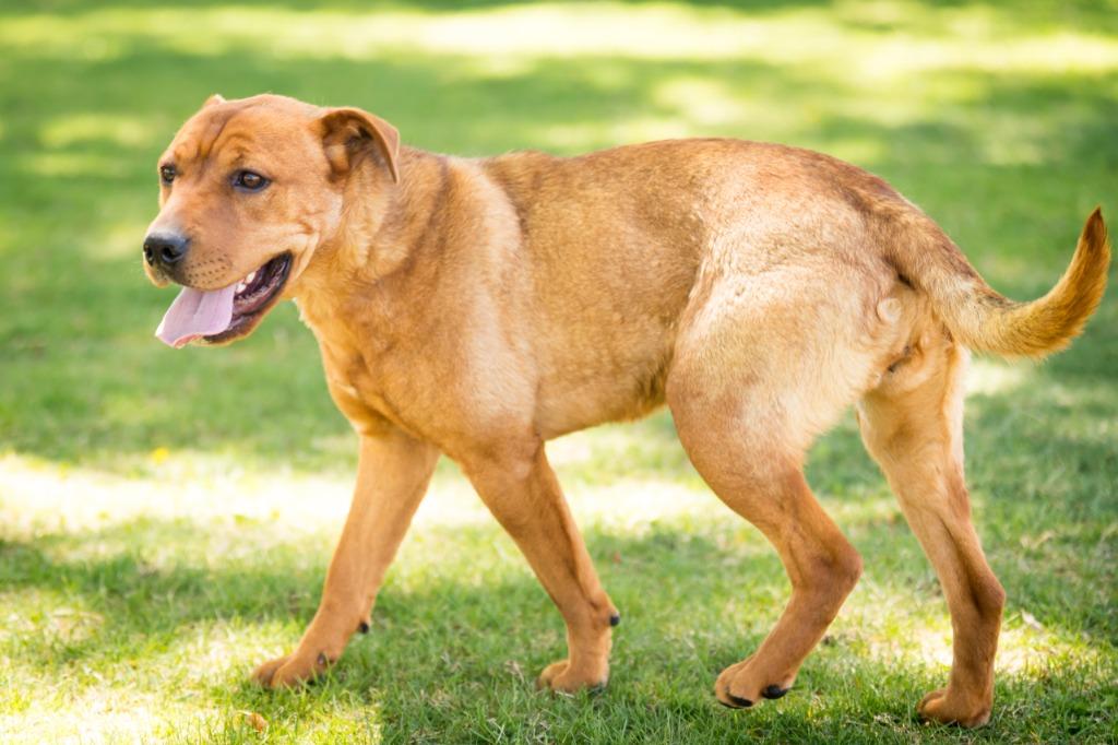 Olenna, a Adoptable mixed breed in Fort Lupton, CO image 3/6