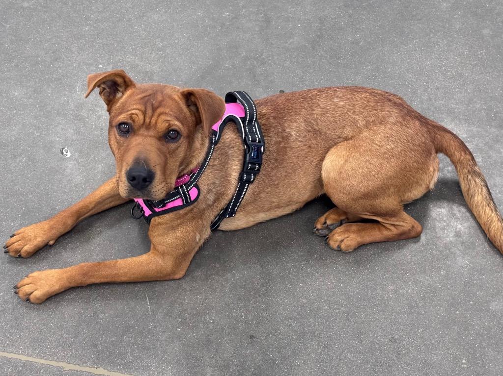 Olenna, a Adoptable mixed breed in Fort Lupton, CO image 4/6