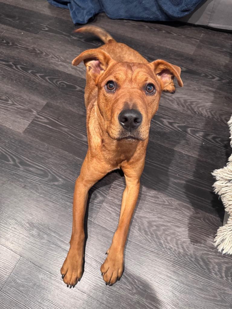 Olenna, a Adoptable mixed breed in Fort Lupton, CO image 5/6