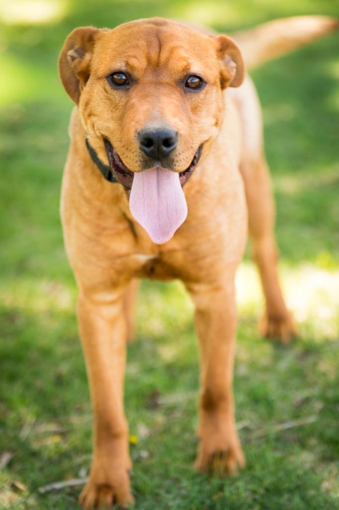 Olenna, a Adoptable mixed breed in Fort Lupton, CO image 6/6