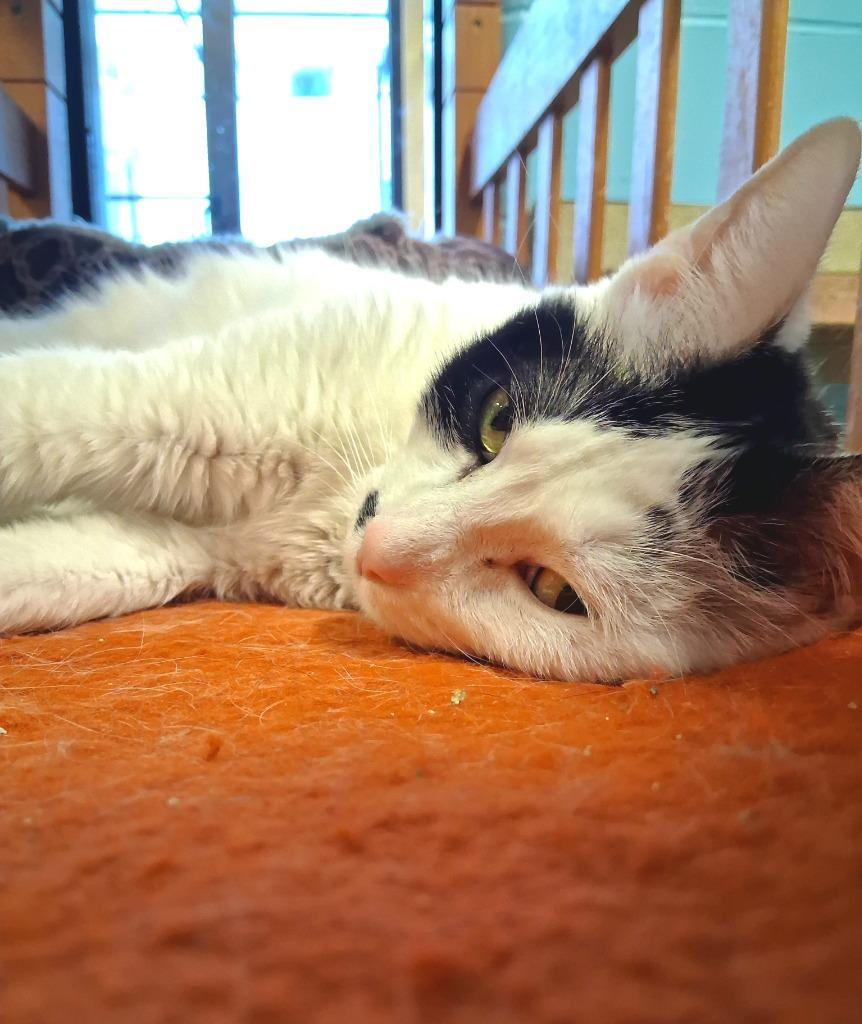 ECLAIR, a Adoptable mixed breed in Wintersville, OH image 1/5