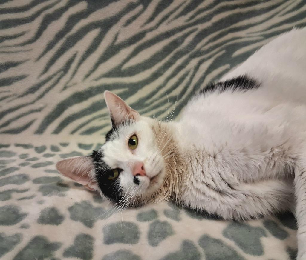 Enlarge ECLAIR, a Adoptable mixed breed in Wintersville, OH image 1/3